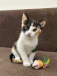 Kicia do adopcji