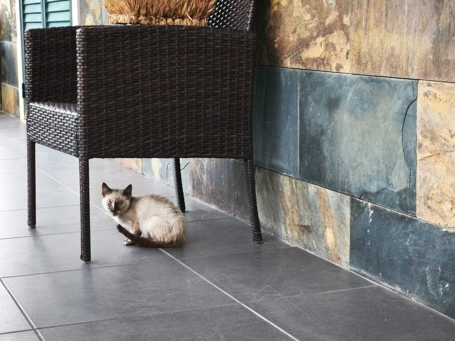 ALERTA: Mini Diva Felina à procura de staff humano!