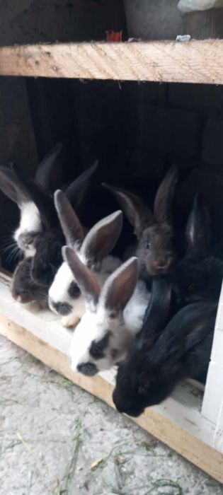Sprzedam Króliki
