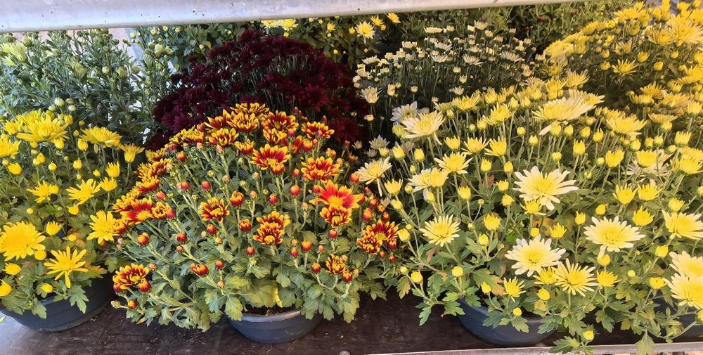 Przepiękne Chryzantemy już od 15 zł za sztukę