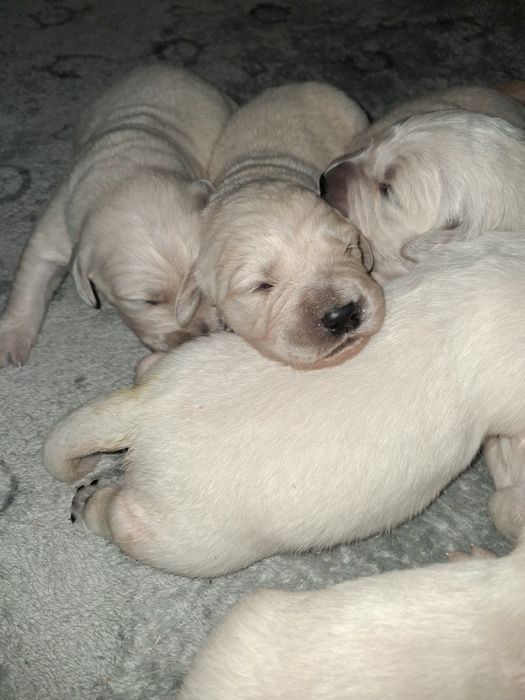 Золотистий ретрівер