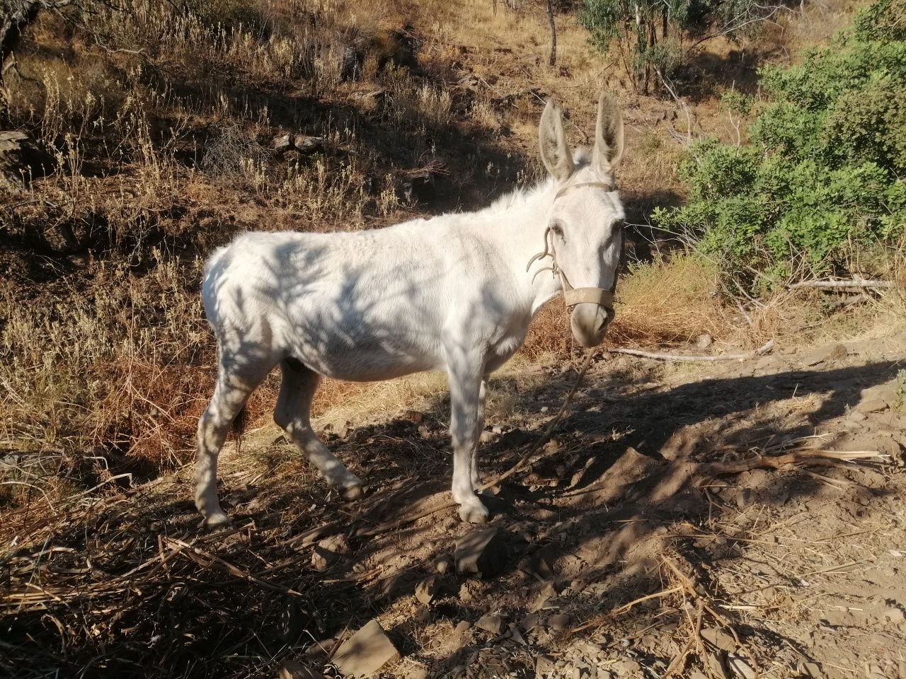 Burro muito manso
