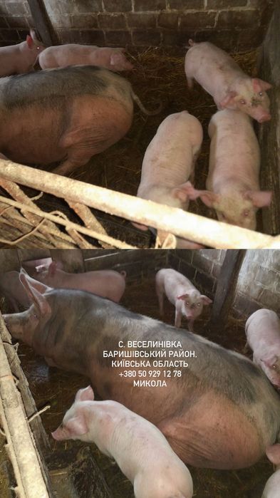 Продам поросят трьохпородка F1