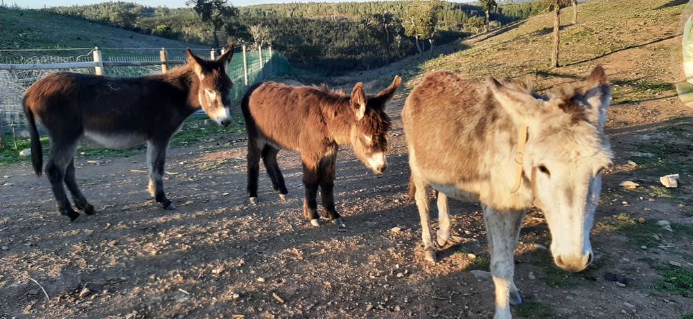 Vende-se burros e burras da raça BURRO DE MIRANDA