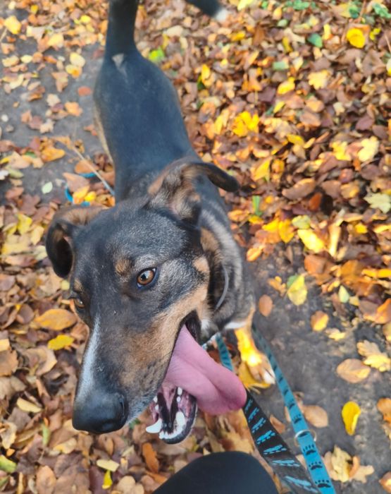 Młody piękny, pełen życia, kochany - Książę - pragnie domu