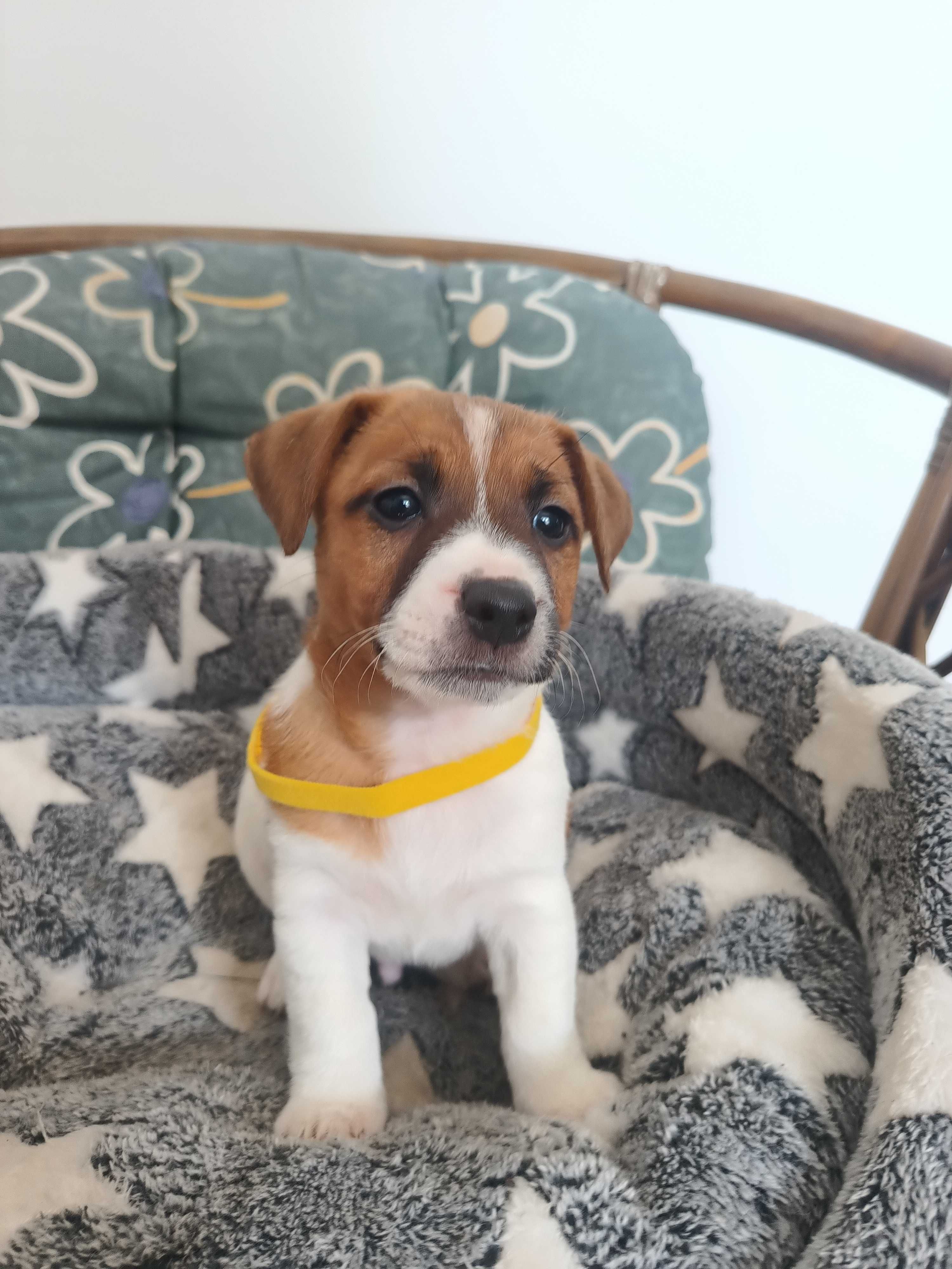 Jack Russell Terrier-Piesek Elton ( gotowy do Odbioru)