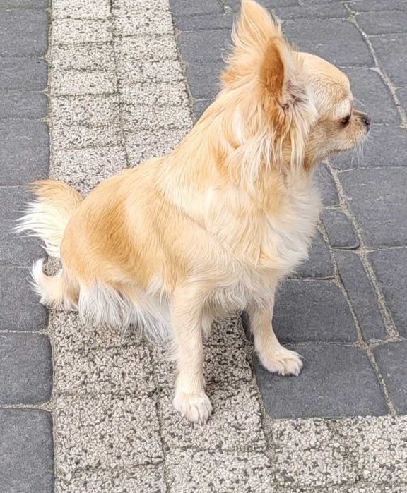 Piesek chiuhuahua długowłosy