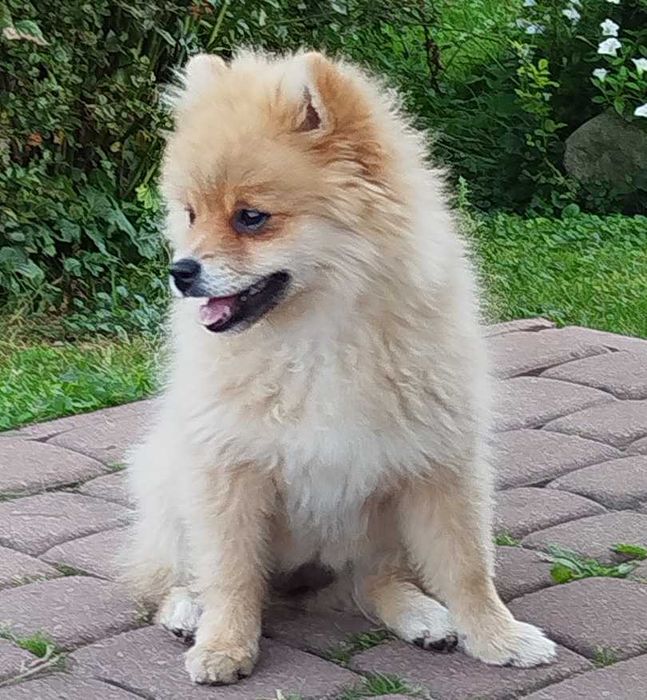 Szpic Miniaturowy szczeniak Pomeranian z rodowodem