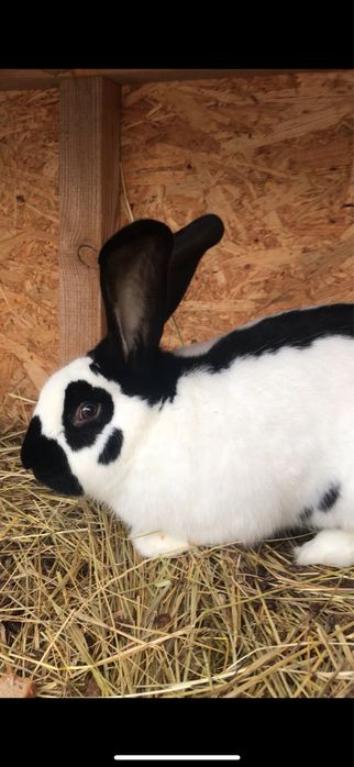 Кролі строкачі,є самецьі два самкі,хороші в роботі,провакциновані………..