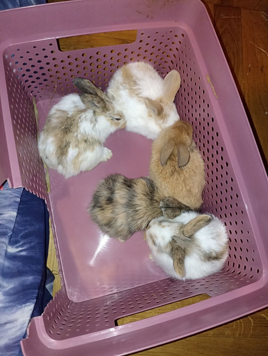 Królik miniaturka oryginał baranek