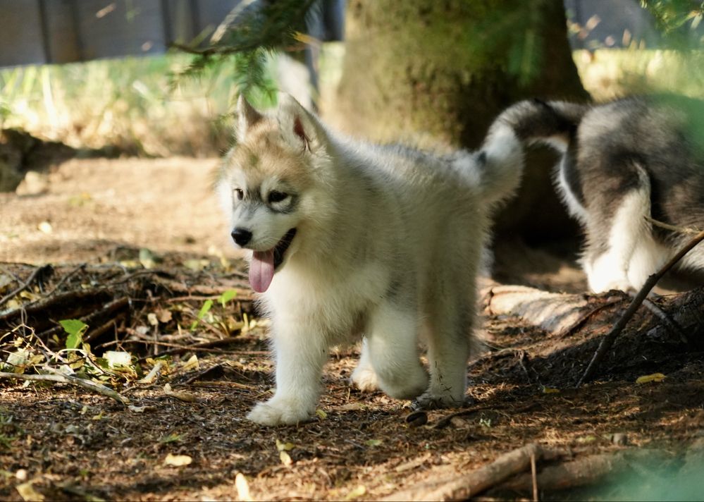 Wybitnie obiecujący biało-szary piesek Siberian Husky FCI