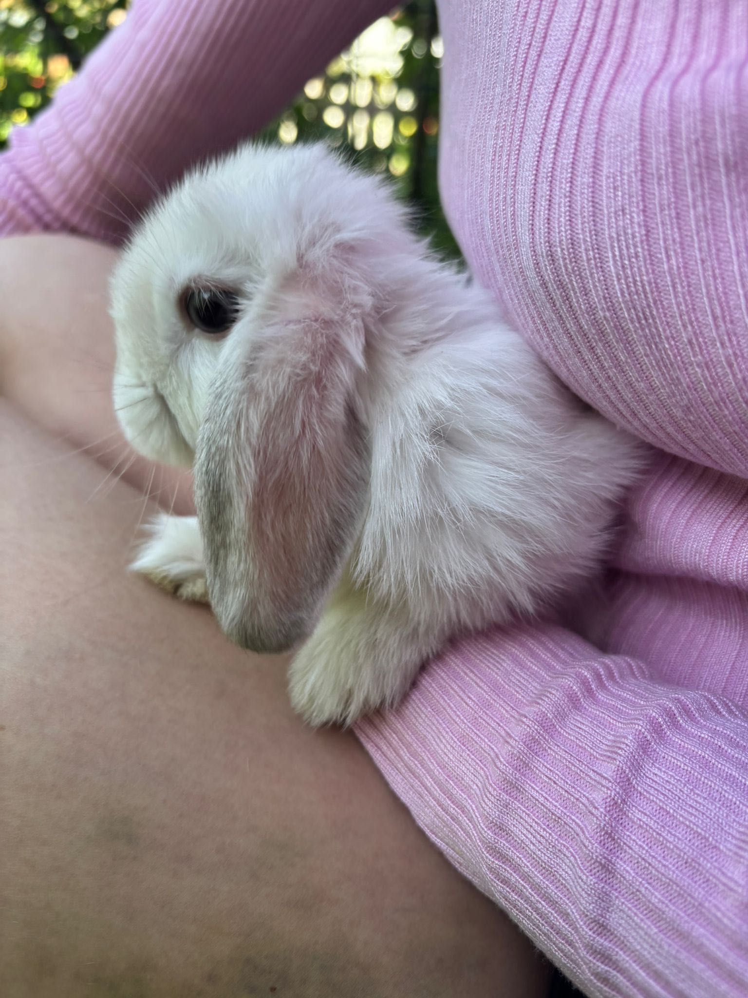 Królik miniaturka Mini Lop baranek top hodowla