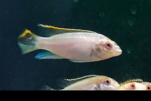 Kribesis Albinos criação nacional