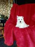 West Highland White Terrier