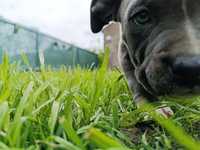 Pies Bonzo American Stafforshire Terrier gotowy do zmiany domu