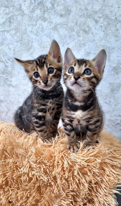 Бенгальські кошенята