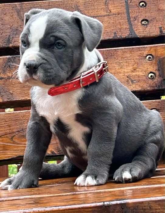 American Staffordshire Terrier piesek 3