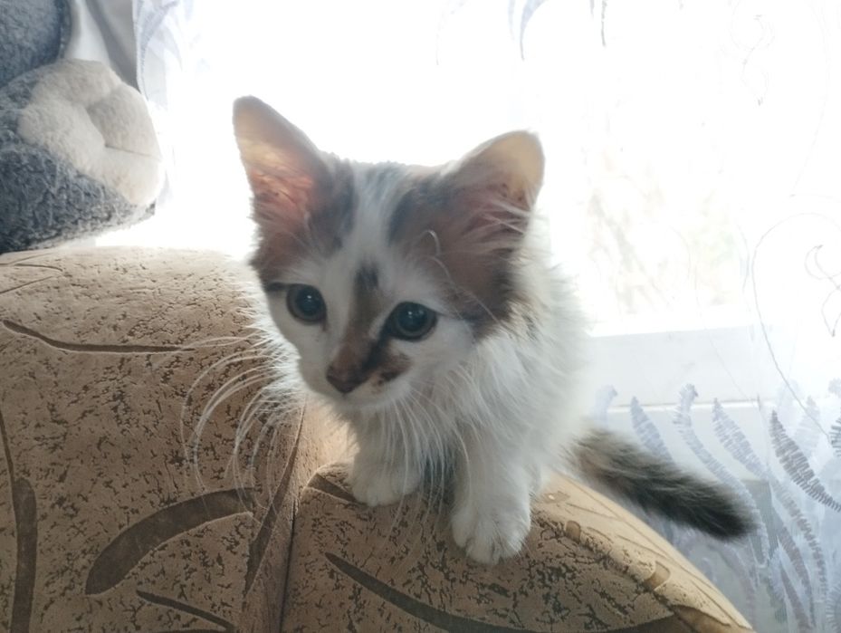 Отдам котенка бесплатно