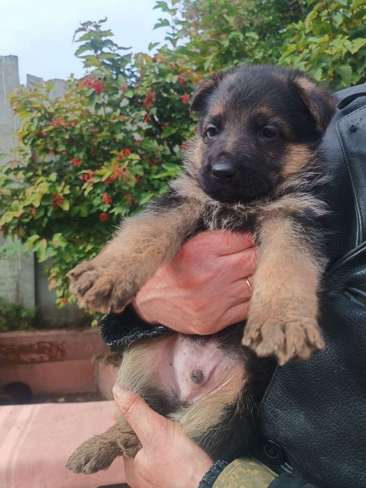 Цуценята німецької вівчарки