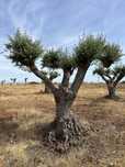 Vendo Oliveiras Centenarias