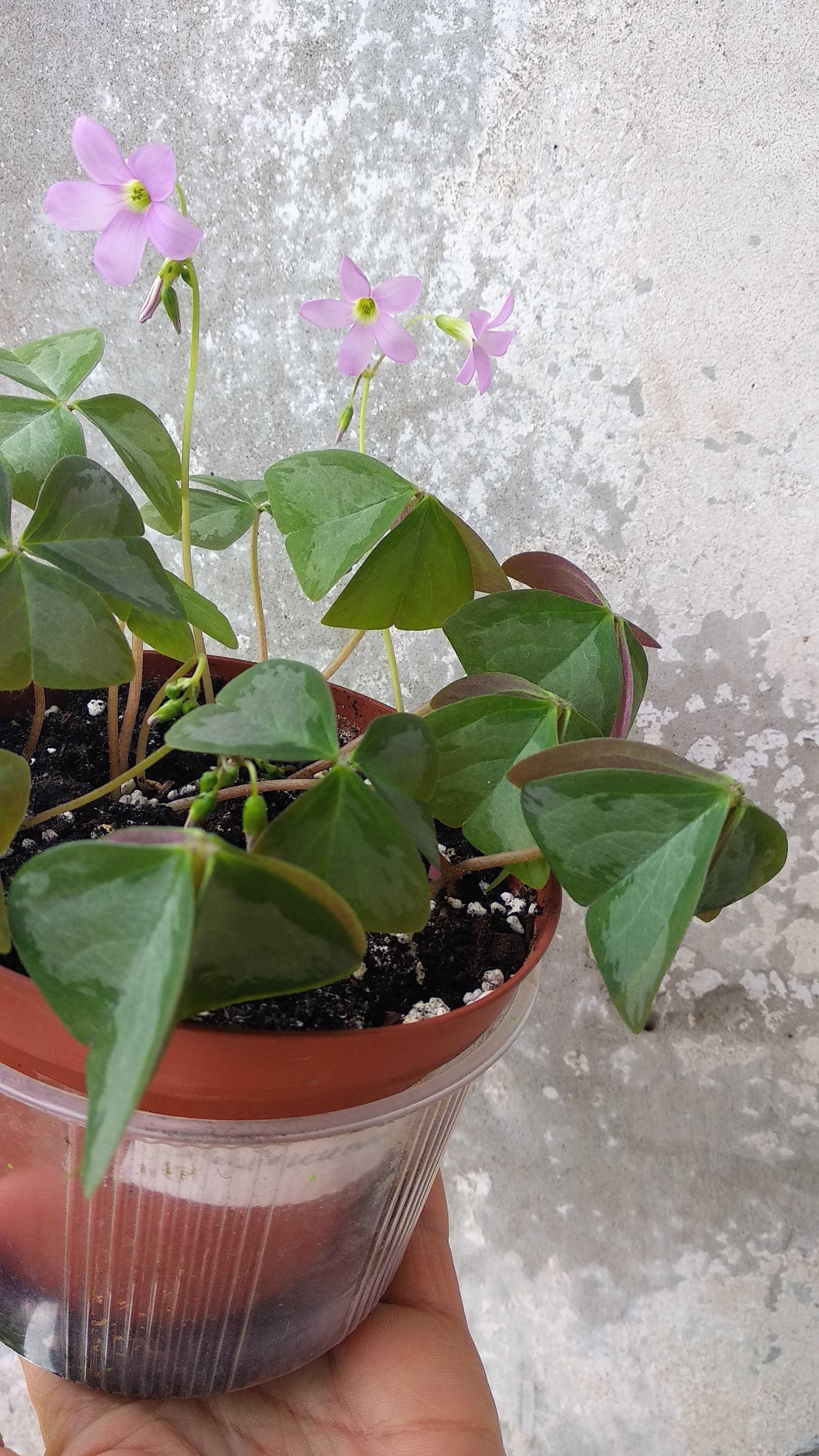 Цветок Кислица Оксалис зеленая растение