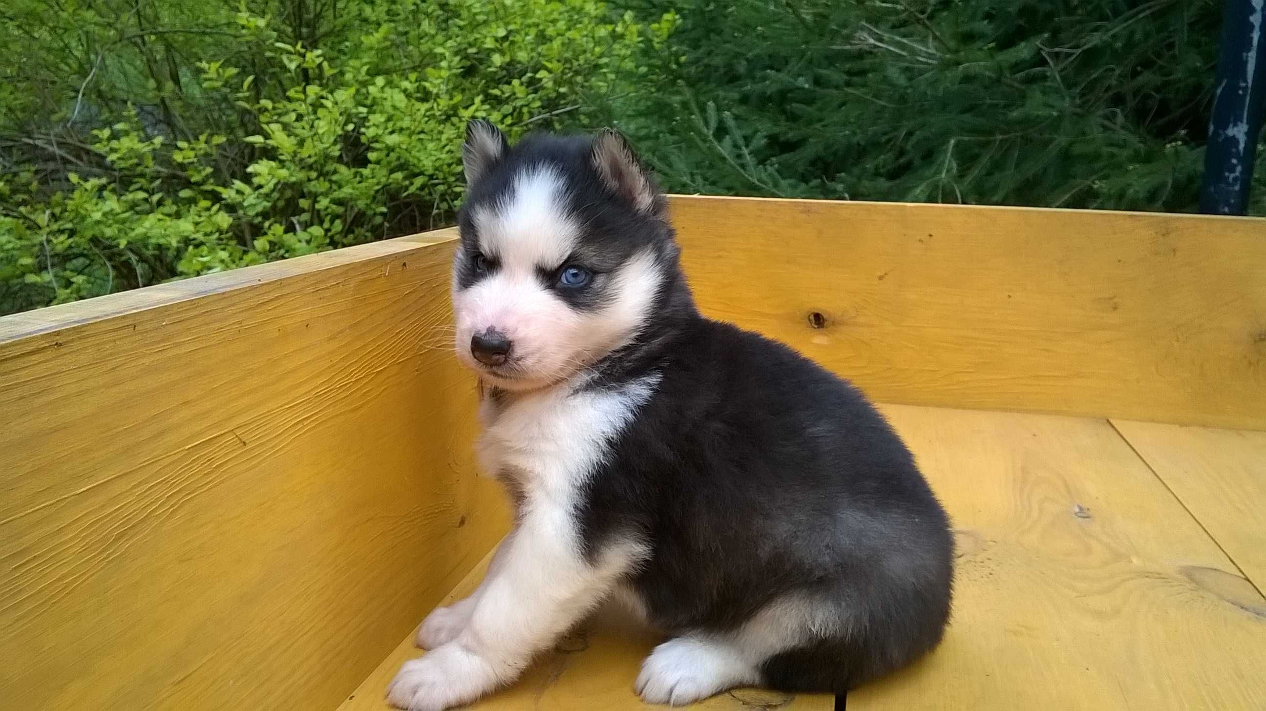 Szczenię Syberian Husky tel.-5.7.5.3.0.2.0.3.9.