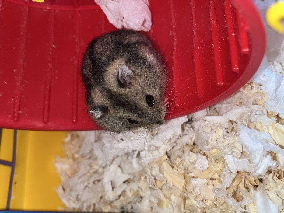 Джунгарик хомячок