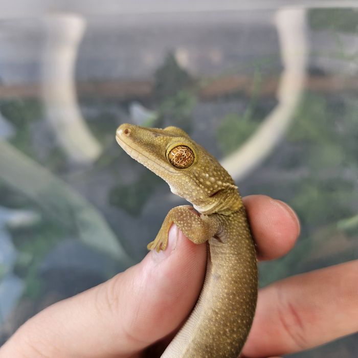 Gekon Gekko Vittatus
