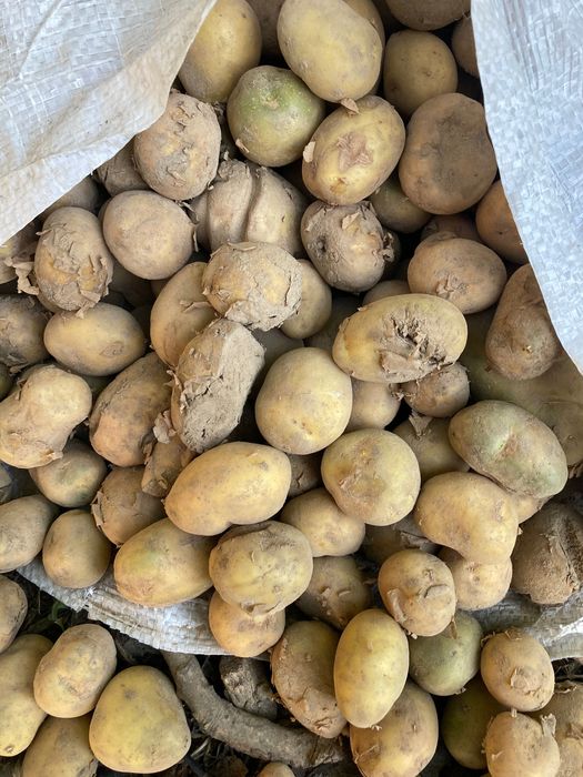 Ziemniaki drobny paszowy