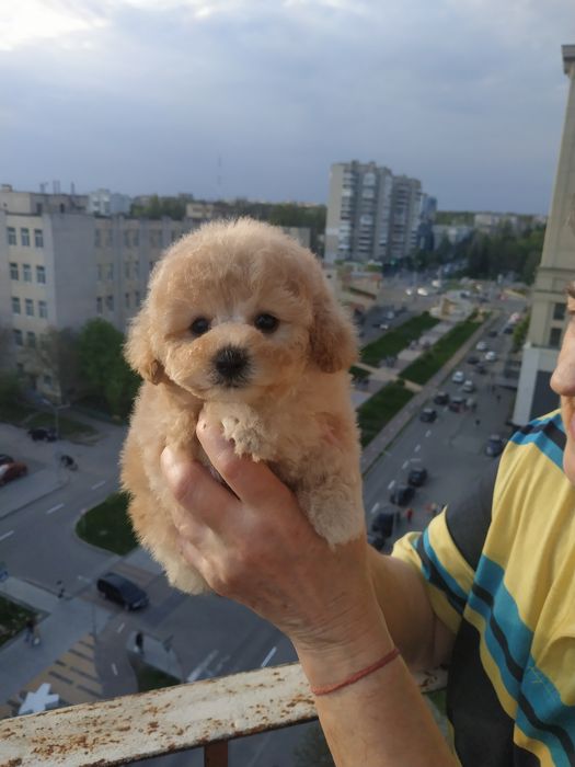 Мини милаш  мальтипу  мальчик.