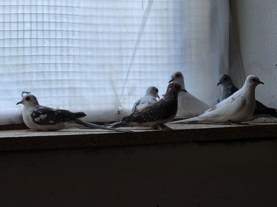 Goląbki Diamentowe Szeki