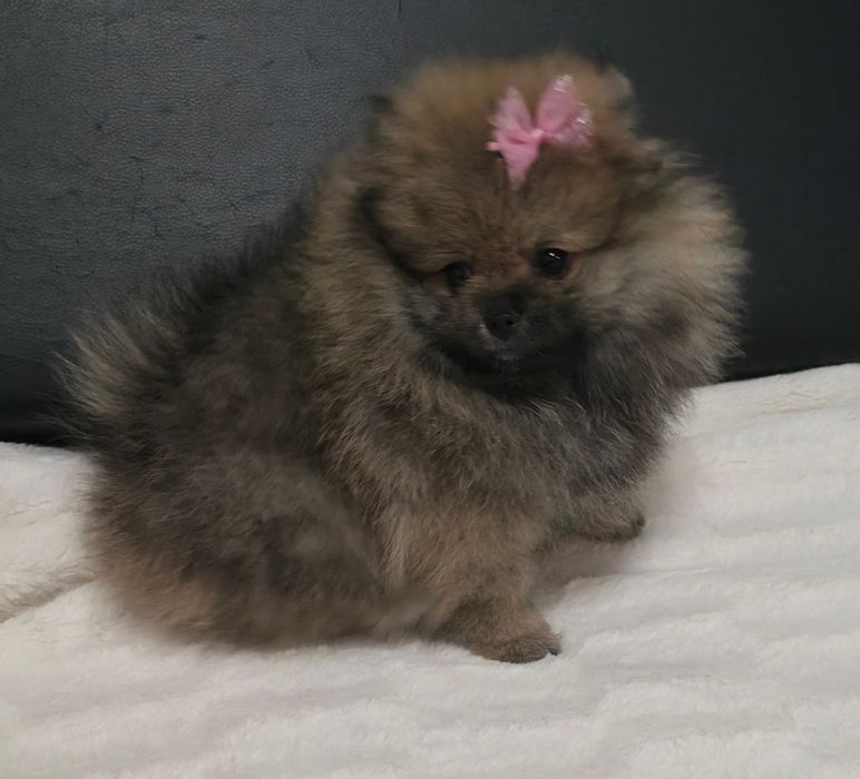 Piękna suczka Pomeranian szpic miniaturowy