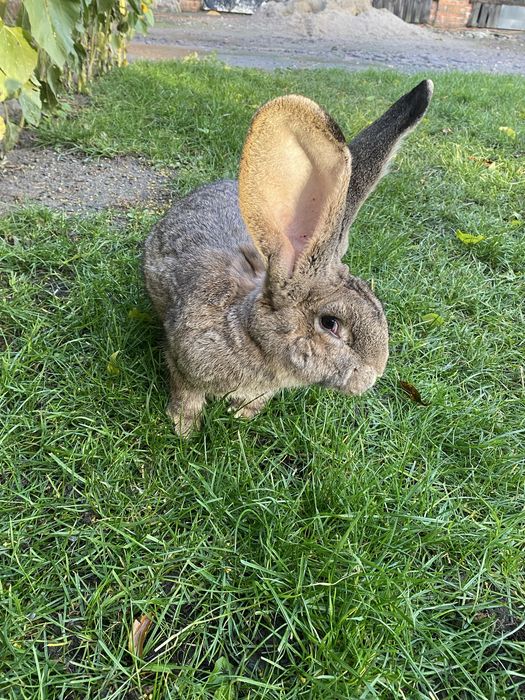 Olbrzym Belgijski samiec