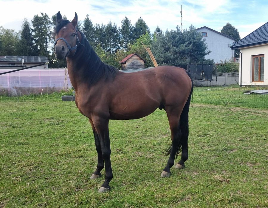 Wyjątkowy ogier arabski -  wnuk multichampiona Marajja