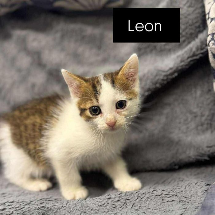 Leonek do pokochania od zaraz