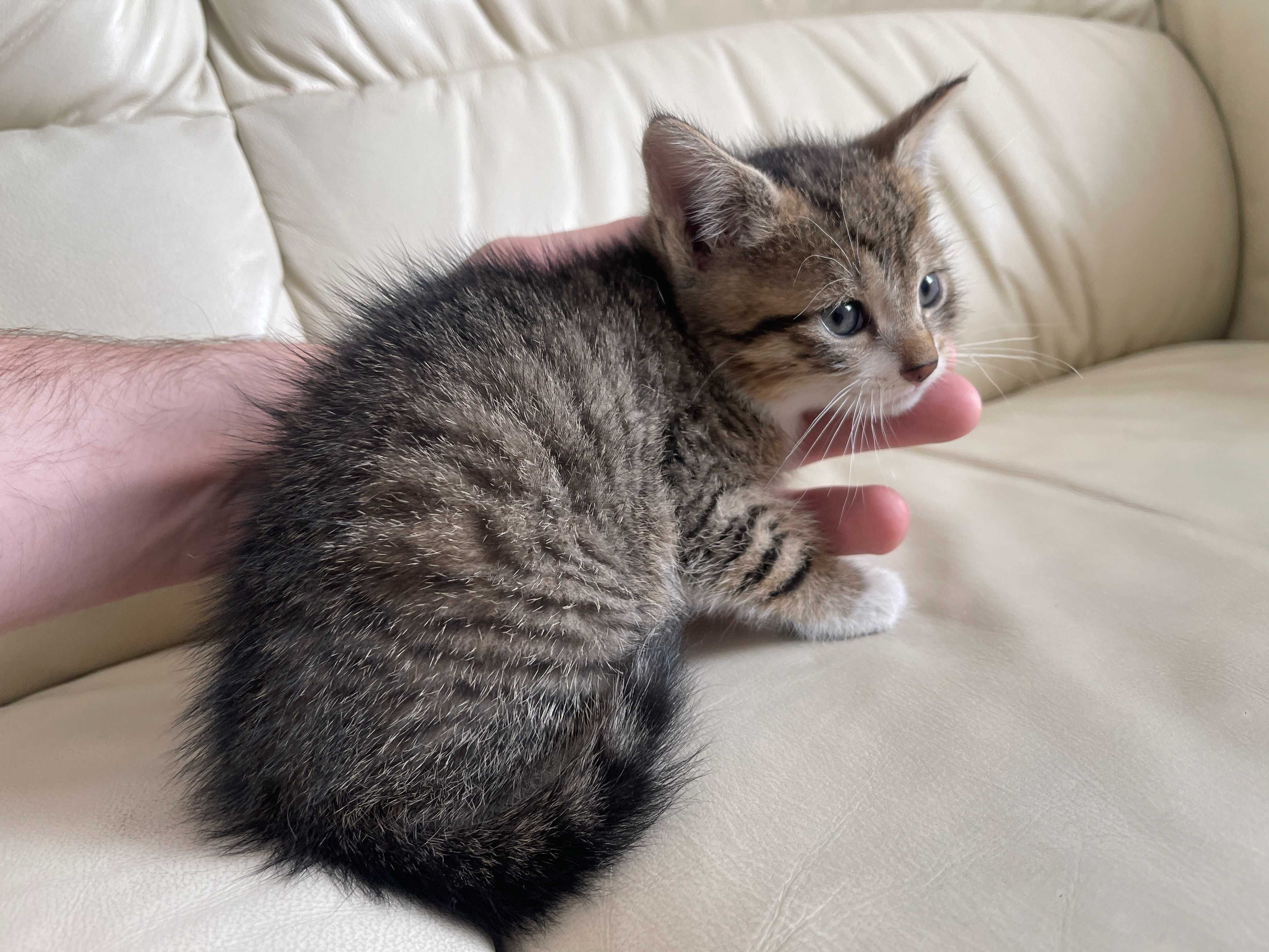 Kotki kocięta kot kotek szuka domu do adopcji oddam za darmo kocur