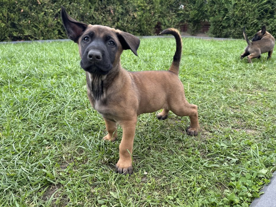 Szczeniak Owczarek Belgijski Malinois FCI