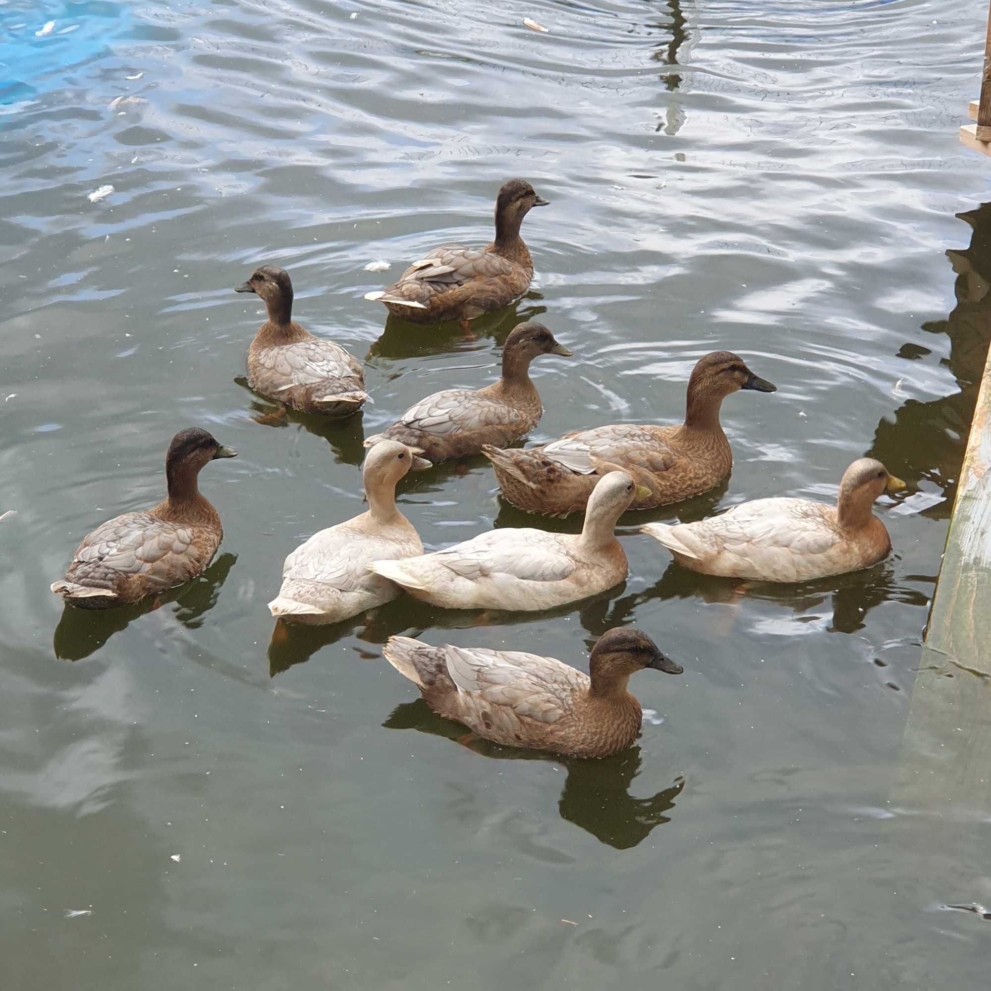 Kaczki  miniaturowe call duck