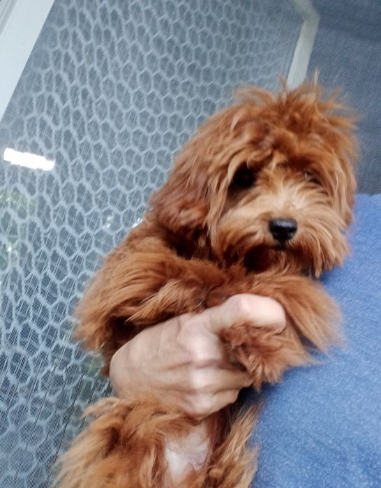 Мальтіпу F2 редбраун,веселунчик.