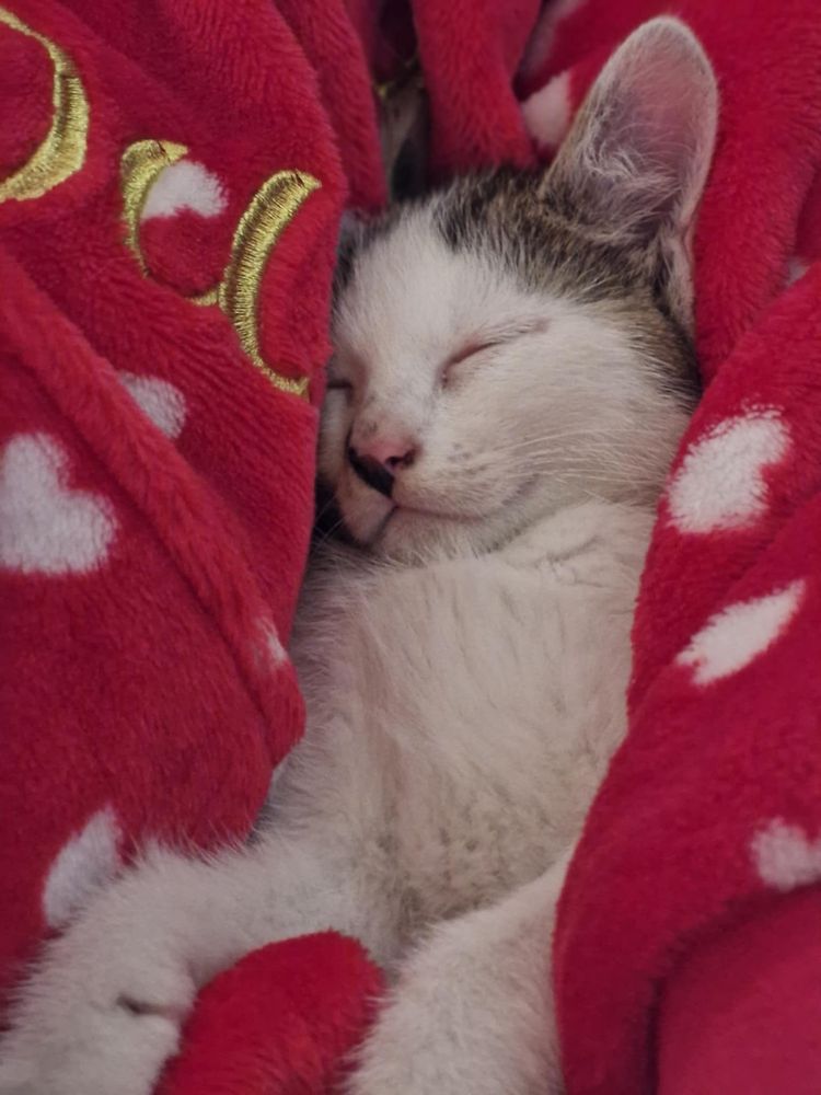 5 małych kotów do adopcji