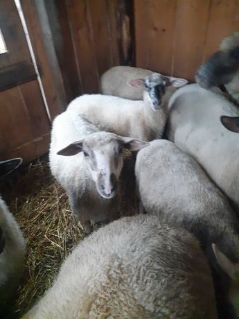 Jagnice owieczki tego roczne