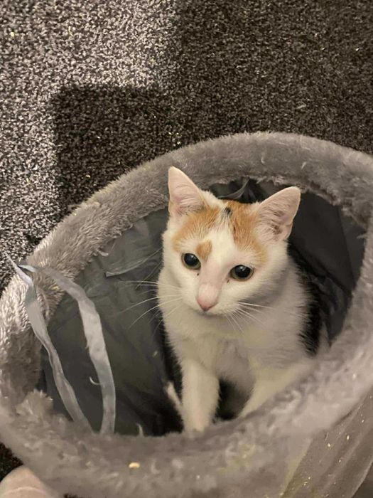 Trikolorka szuka domu przyjazna młoda kotka