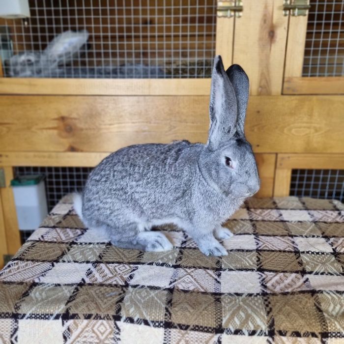 Belgijski Olbrzym Szynszlowy