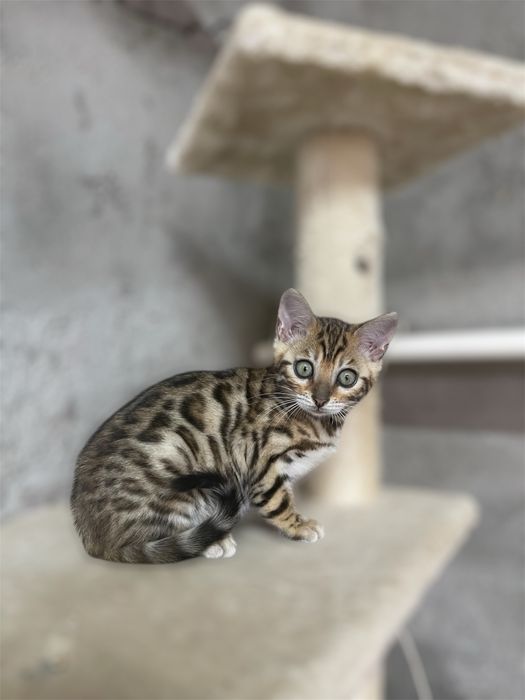 Gatinha Bengal Brown
