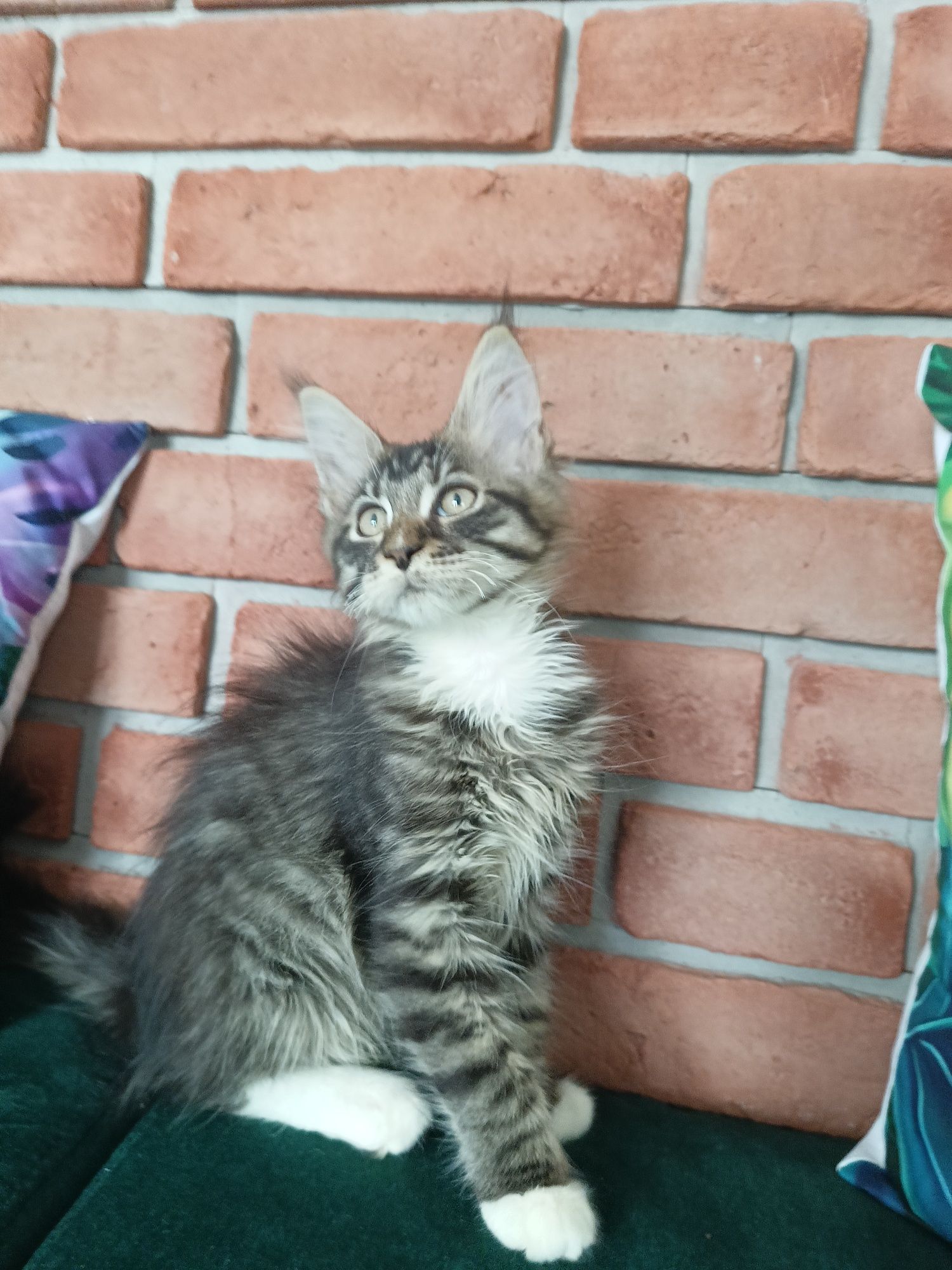 Piękny kocurek Maine Coon