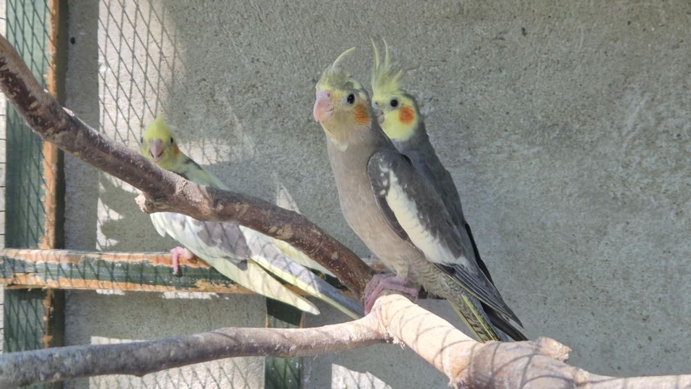 Sprzedam papugi nimfy