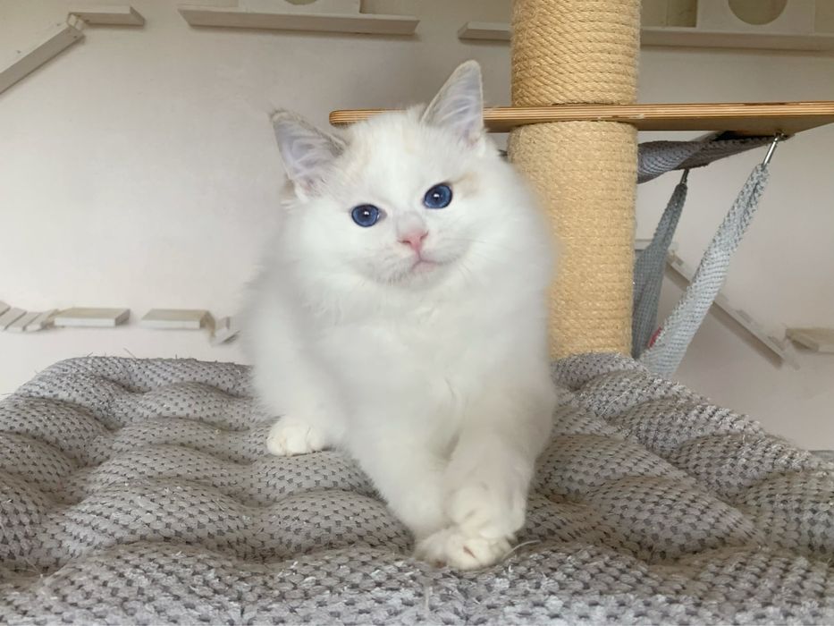 Śliczny kocurek Ragdoll - Watson, blue bicolor, rodowód FPL