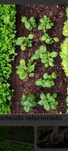 Aconselhamento horta biologica
