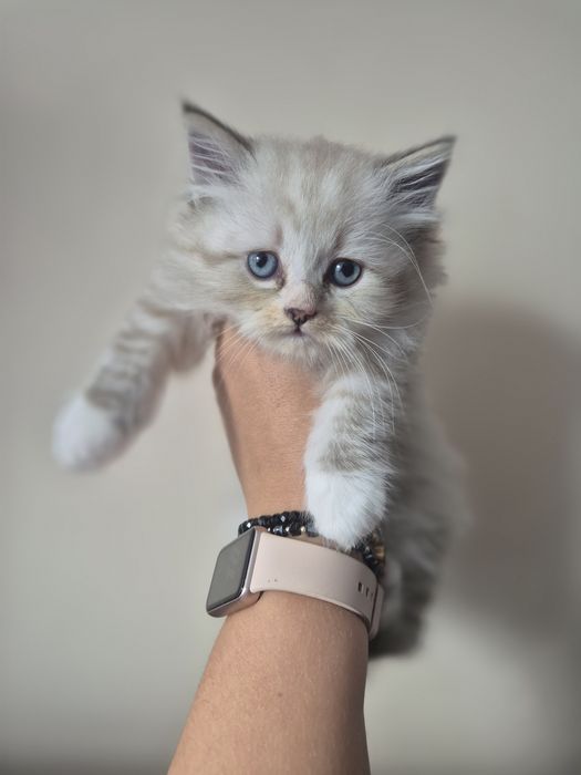 Kocurek Syberyjski Neva Masquerade