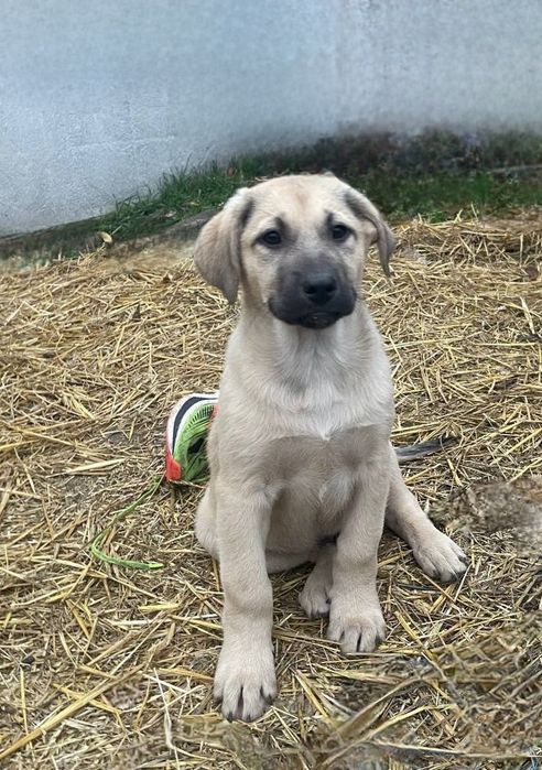 Отдам даром в добрые руки щенков метисы овчарки